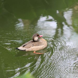 Lesser Brazilian Teal