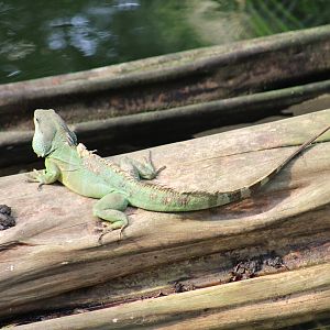 Chinese Water Dragon