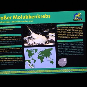 Indonesian Horseshoe Crab Signage