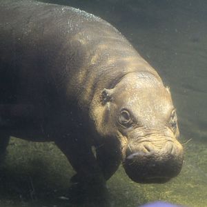 Underwater Pygmy Hippopotamus