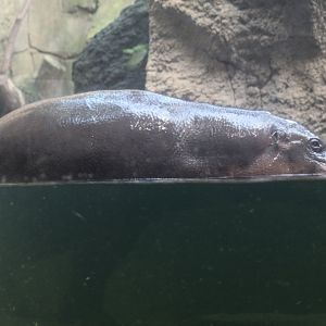 Pygmy Hippopotamus