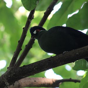 Hartlaub's Turaco