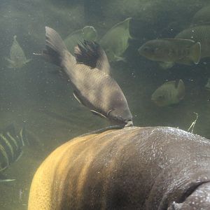 Sharkminnow Cleaning Hippo