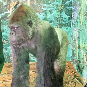 Western Lowland Gorilla (Gorilla gorilla gorilla)