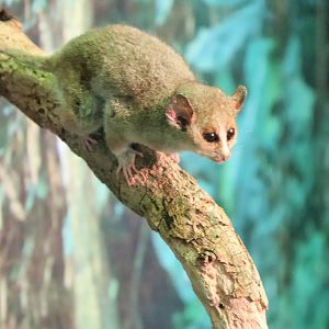 Grey Mouse Lemur (Microcebus murinus)