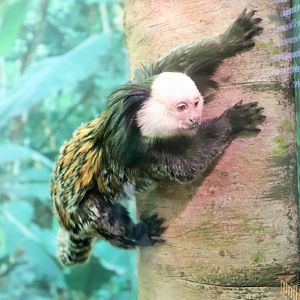 Geoffroy's Marmoset (Callithrix geoffroyi)