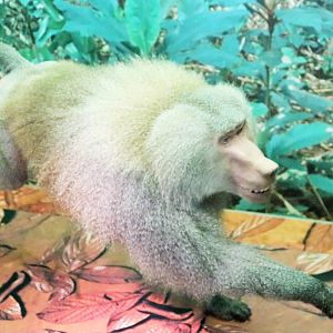 Hamadryas Baboon (Papio hamadryas)