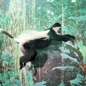 Black and white Colobus (Colobus guereza)