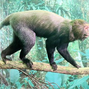 Hamlyn's Monkey (Cercopithecus hamlyni)