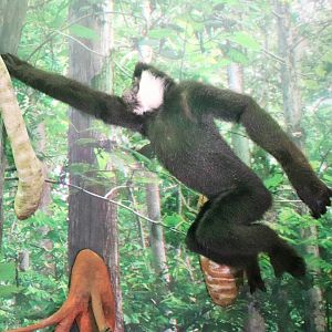 White-cheeked Gibbon (Nomascus leucogenys)