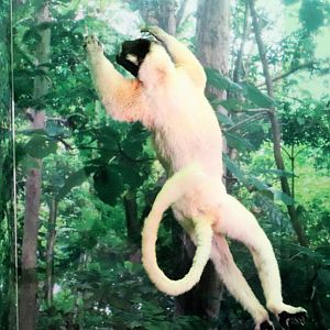 Crowned Sifaka (Propithecus coronatus)