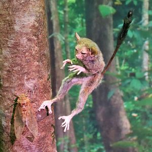 Sulawesi Tarsier (Tarsier sp.)