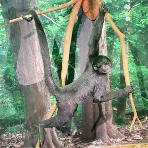Colombian Spider Monkey (Ateles fusciceps rufiventris)