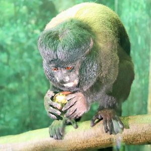 Red-backed Bearded Saki (Chiropotes chiropotes)