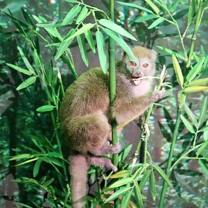Western Lesser Bamboo Lemur (Hapalemur occidentalis)