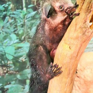 Aye-aye (Daubentonia madagascariensis)