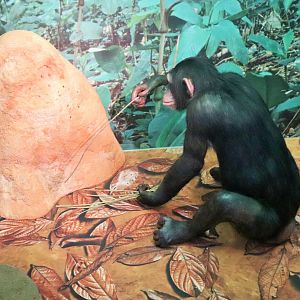 Chimpanzee (Pan troglodytes)