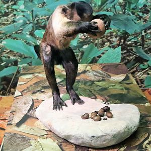 Tufted Capuchin (Sapajus apella apella)