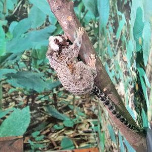 Common Marmoset (Callithrix jacchus)