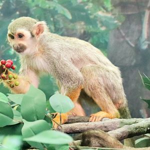 Common Squirrel Monkey (Saimiri sciureus)