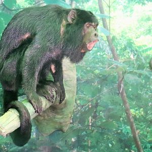 Black Howler (Alouatta caraya)
