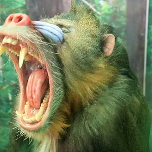 Mandrill (Mandrillus sphinx)