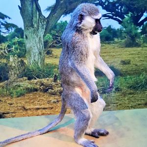 Vervet Monkey (Chlorocebus pygerythrus)