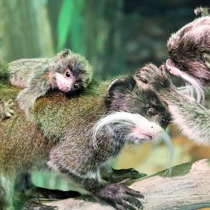 Emperor Tamarin (Saguinus imperator subgrisescens)