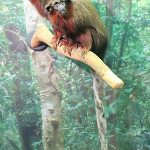 Coppery Titi (Plecturocebus cupreus)