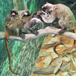 Emperor Tamarin (Saguinus imperator subgrisecens)