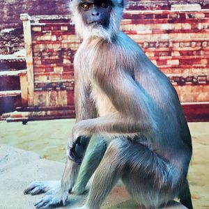 Tufted Grey Langur (Semnopithecus priam thersites)