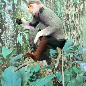 Red-shanked Douc Monkey (Pygathrix nemaeus)