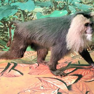 Lion-tailed Macaque (Macaca silenus)