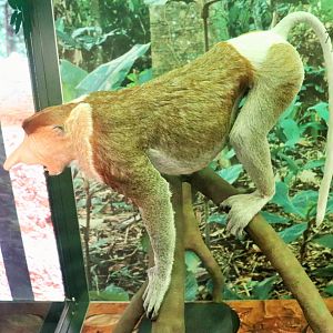 Proboscis Monkey (Nasalis larvatus)