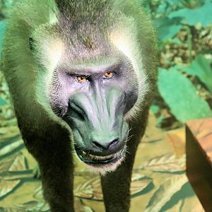 Drill (Mandrillus leucophaeus)