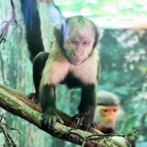 Yellow-breasted Capuchin (Sapajus xanthosternos)