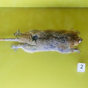 Goodman's Mouse Lemur (Microcebus lehilahytsara)