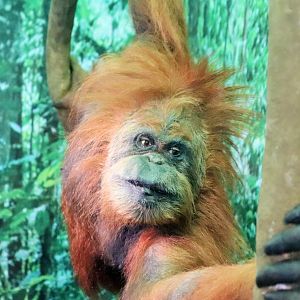 Sumatran Orangutan (Pongo abelii)