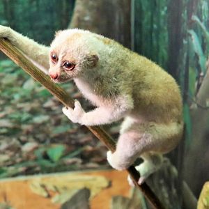 Bengal Slow Loris (Nycticebus bengalensis)