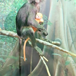 Javan Langur (Trachypithecus auratus)
