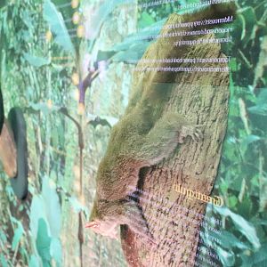 Northern Giant Mouse Lemur (Mirza zaza)