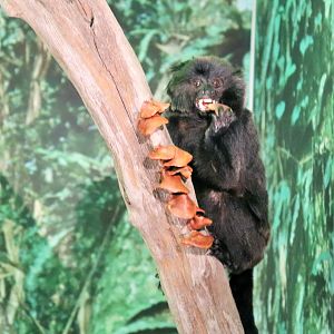 Goeldi's Monkey (Callimico goeldii)