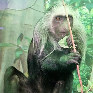 King Colobus (Colobus polykomos)