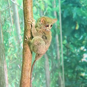 Sulawesi Tarsier (Tarsier sp.)