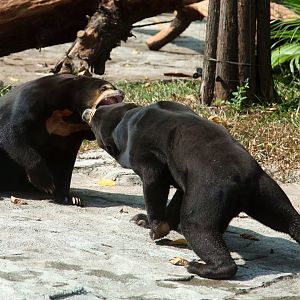 Sun bear