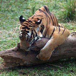 South China tiger sniffing a wood