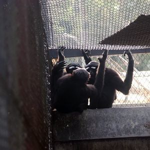 Eastern hoolock gibbons