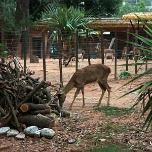 Hainan Eld's deer checking their new Benjeshecken pile