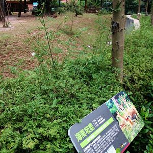 Hainan Eld's deer exhibit