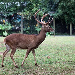 Hainan Eld's deer